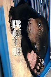 Bears About the House