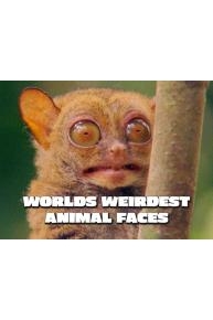 World's Weirdest Animal Faces