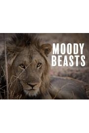 Moody Beasts