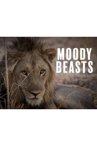 Moody Beasts