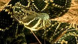 Rattlesnake in My Car