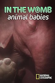 In The Womb: Animal Babies