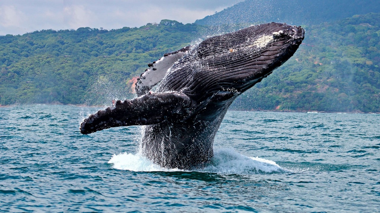 World's Deadliest: Jaws And Sins