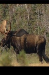 Canada's Most Dangerous Animal