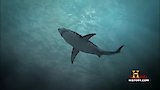 Deep Sea Killers