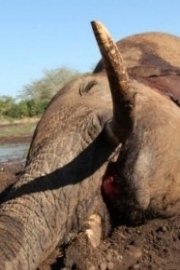 The Elephant: Life after Death