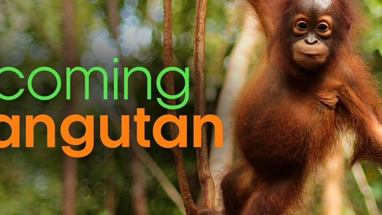 Becoming Orangutan