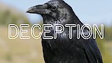 Can Animals be Deceptive?