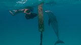 Dances with Dolphins