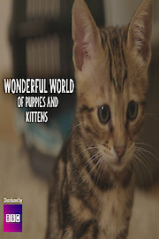The Wonderful World of Puppies and Kittens