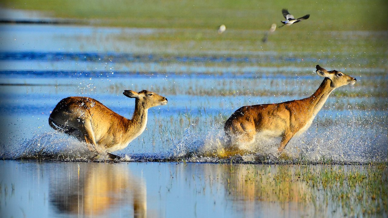 Wild Africa Rivers of Life