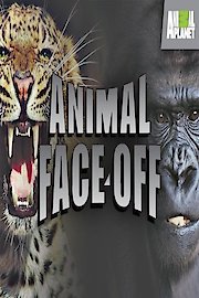 Ultimate Animal Showdown