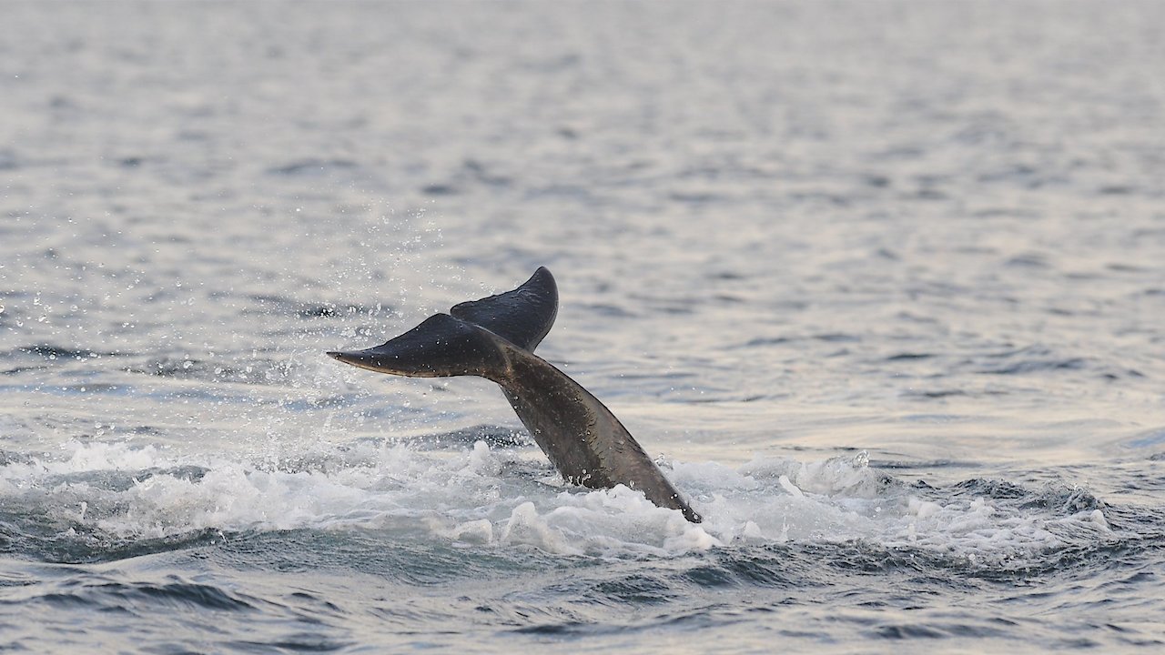 Seeking Cetaceans In Scotland