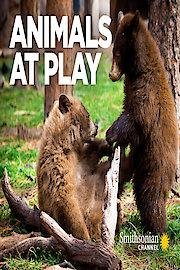 Animals at Play