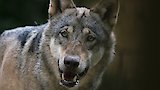 Defending Wild Dogs