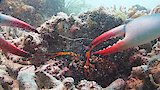 Deep Trouble
