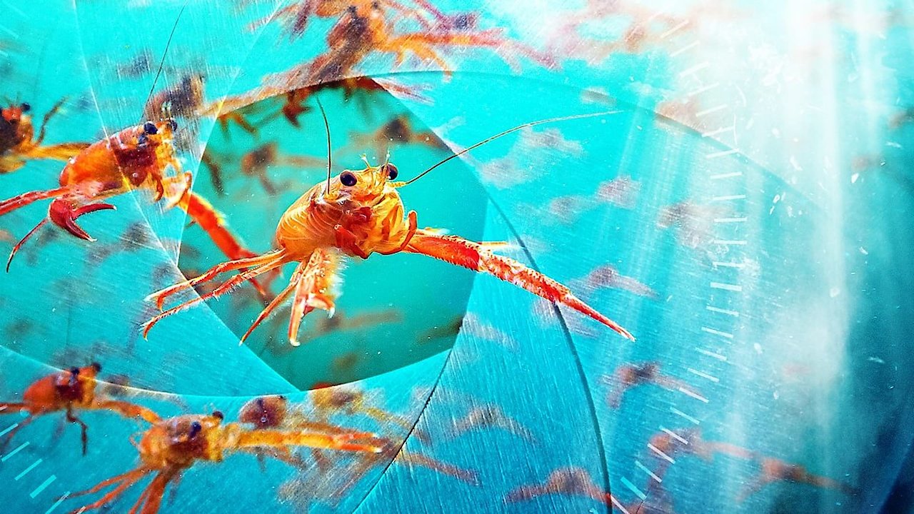 Spy in the Ocean