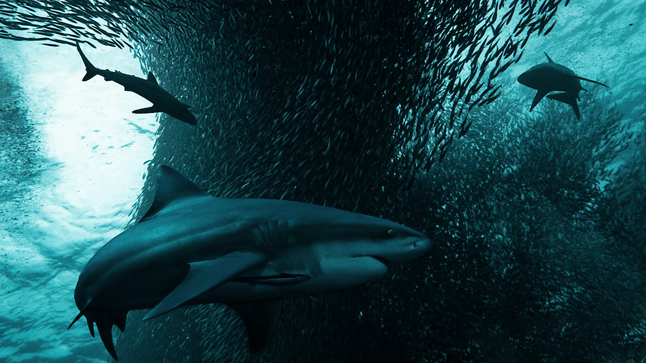 Ultimate Oceans