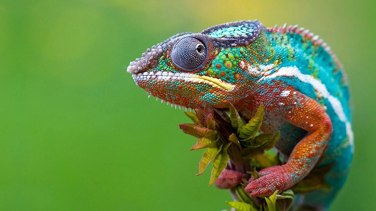 Madagascar [HD]