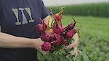 Beets with Emma Bengtsson