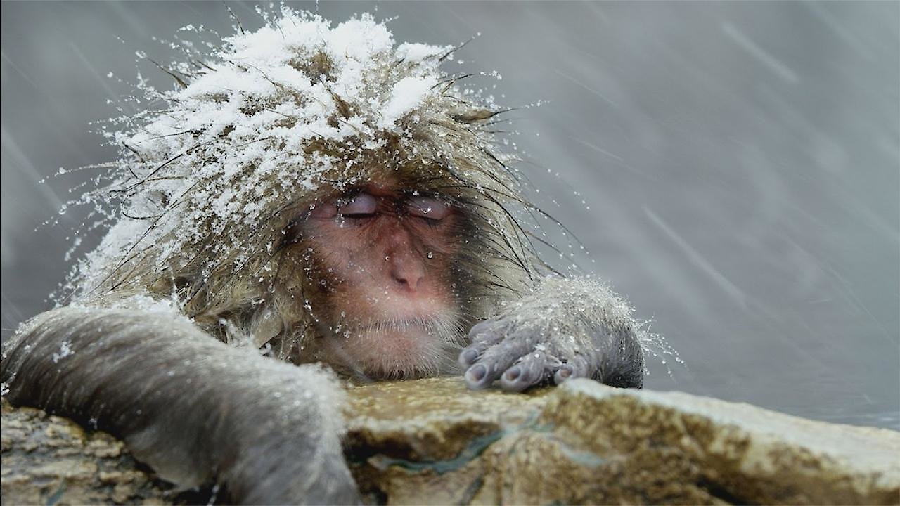 Animals, They're Just Like Us!