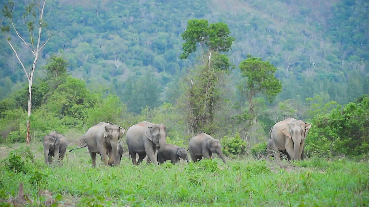 Thailand's Wild Side