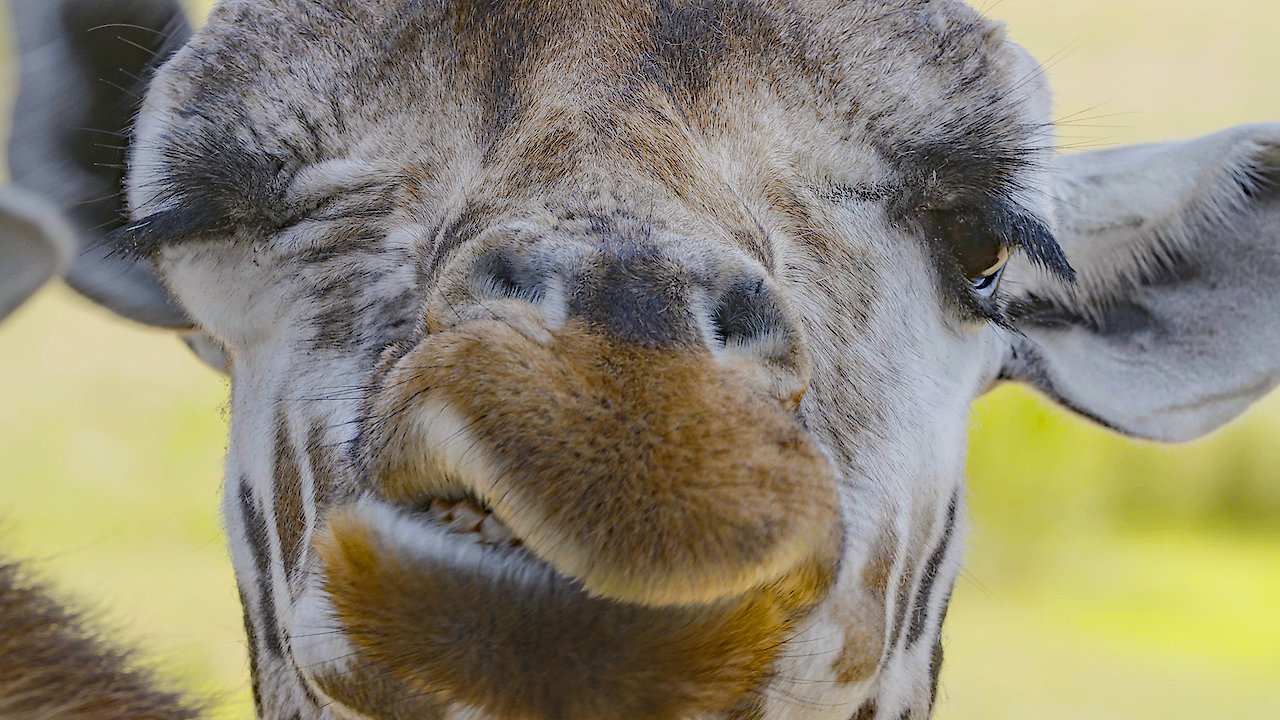 Zoo Life