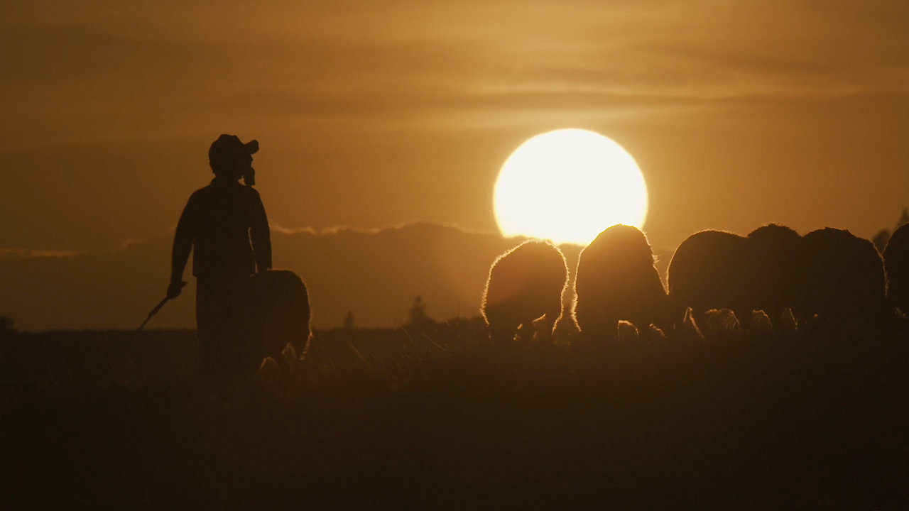 Planet Sheep