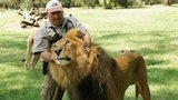 Mauled by Lions