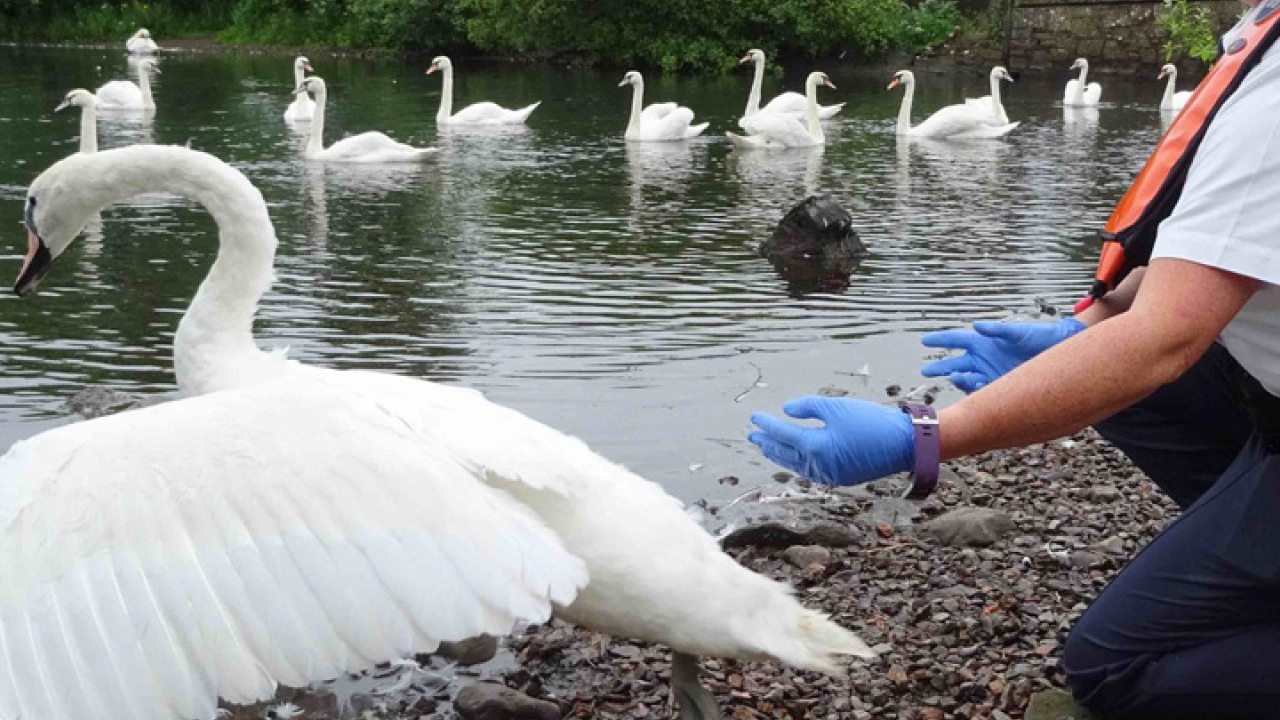 Saving Britain's Wildlife