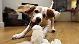 Big Dreams and Puppy Troubles