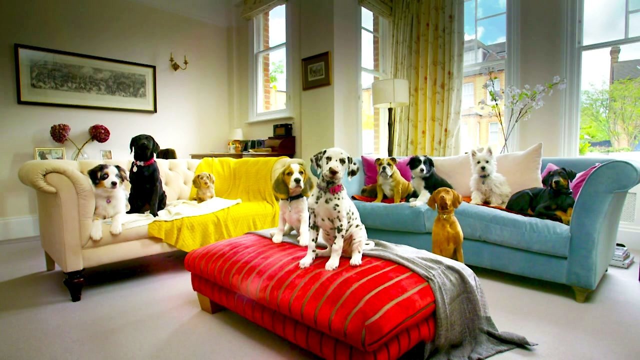 10 Puppies And Us