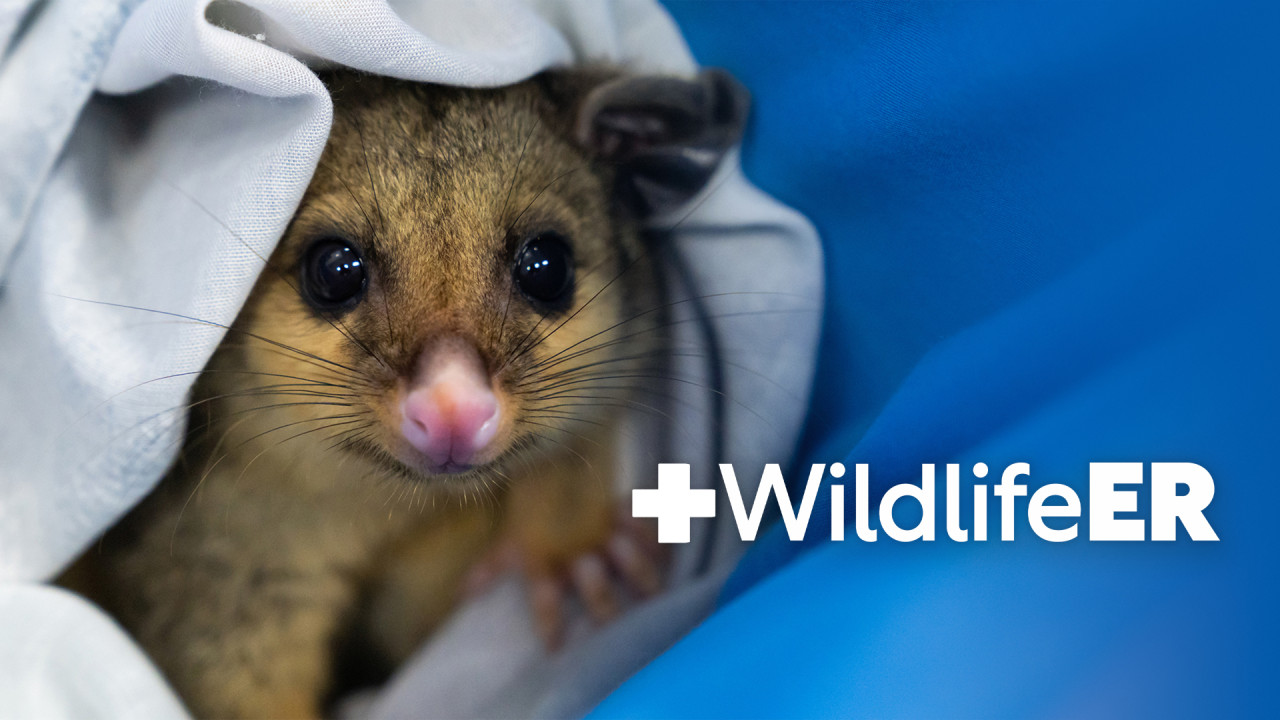 Wildlife ER