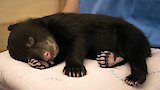 The Littlest Cub