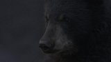 A Bear's Thanksgiving