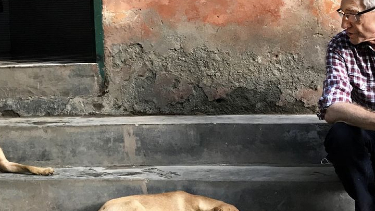 Paul O'Grady: For The Love Of Dogs - India
